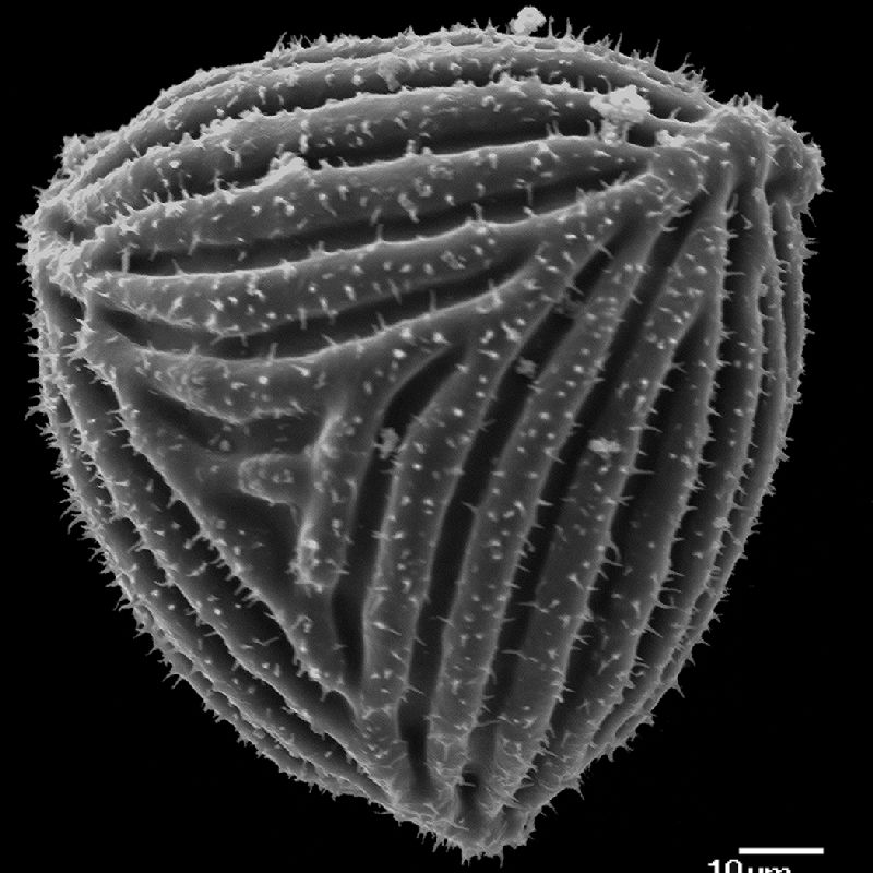 Anemiaceae Anemia nigerica