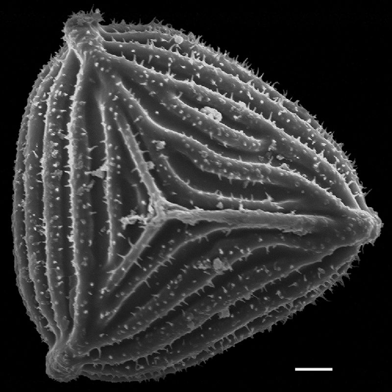 Anemiaceae Anemia nigerica