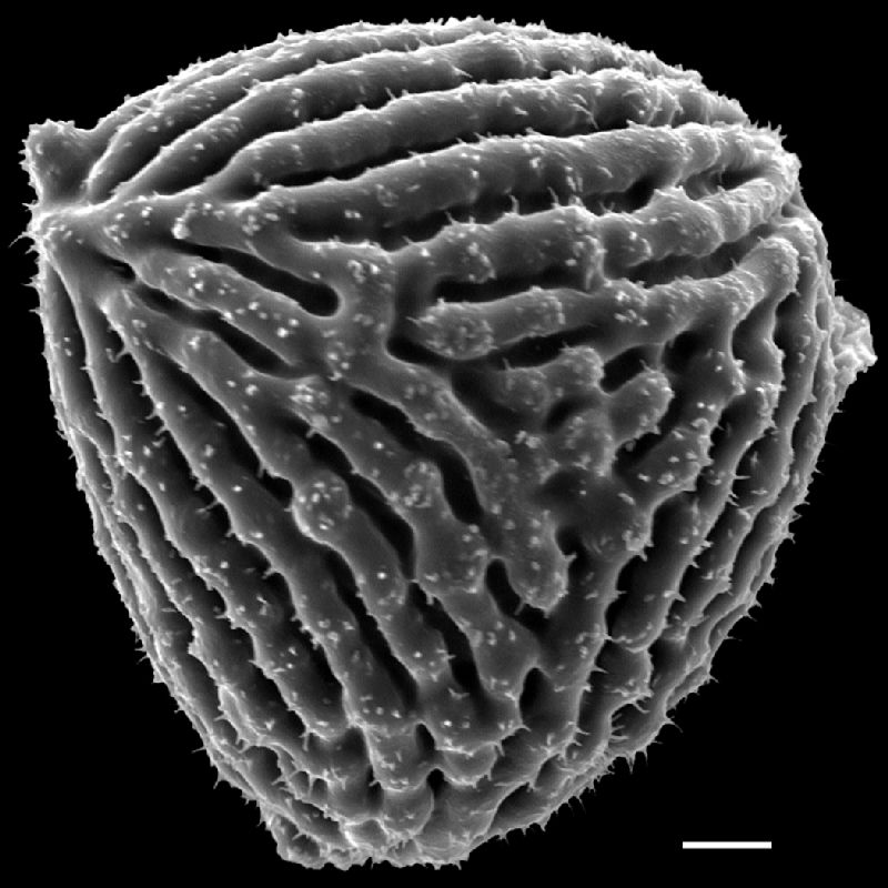 Anemiaceae Anemia nigerica