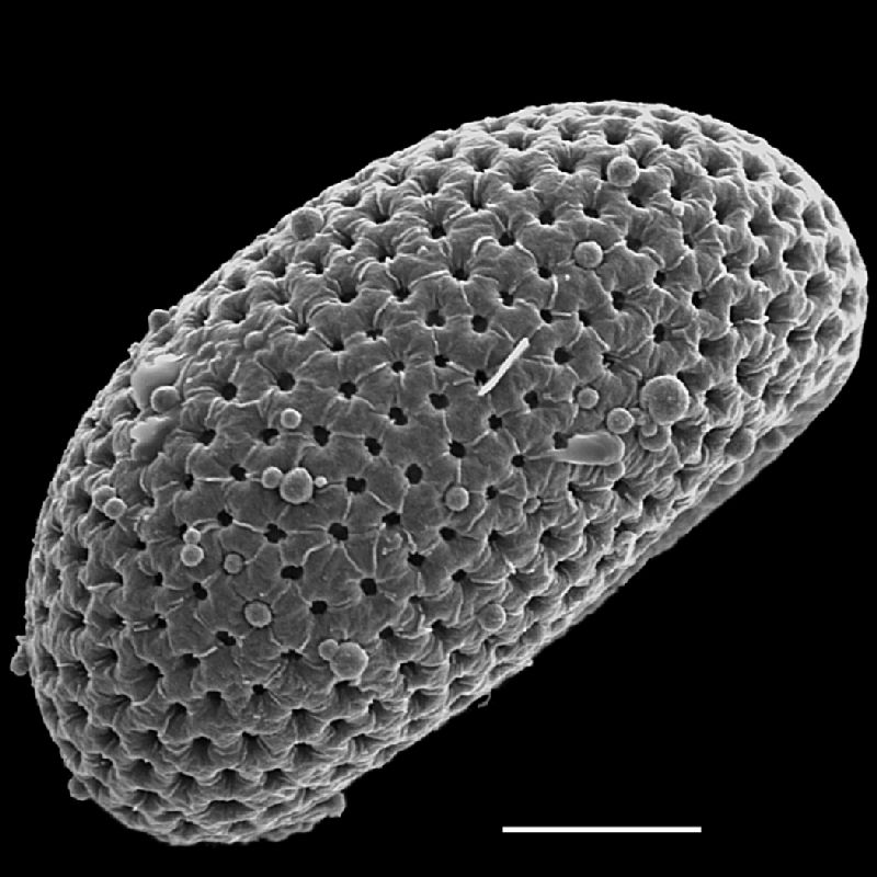 Schizaeaceae Actinostachys pennula
