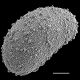 image of Schizaea stricta