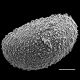 image of Schizaea stricta