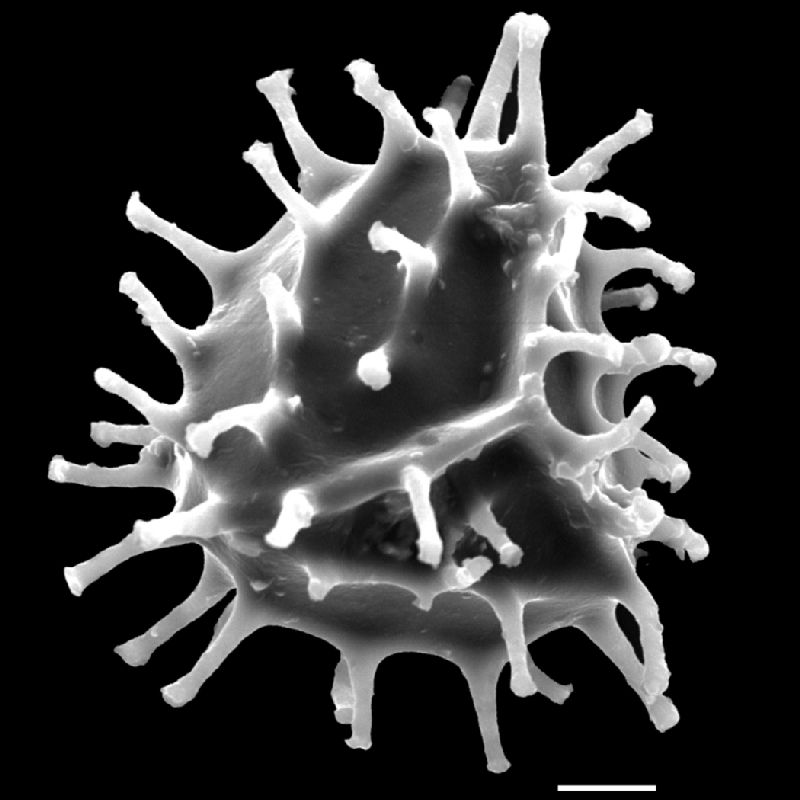 Anemiaceae Anemia aff hirta