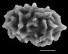 image of Elaphoglossum antisanae