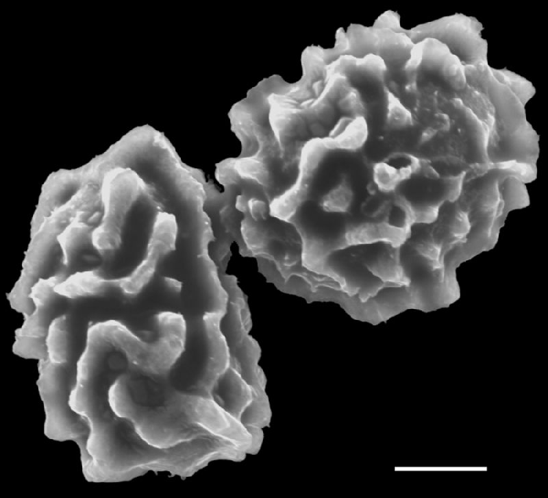 Dryopteridaceae Elaphoglossum antisanae