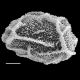 image of Arthrobotrya wilkesiana