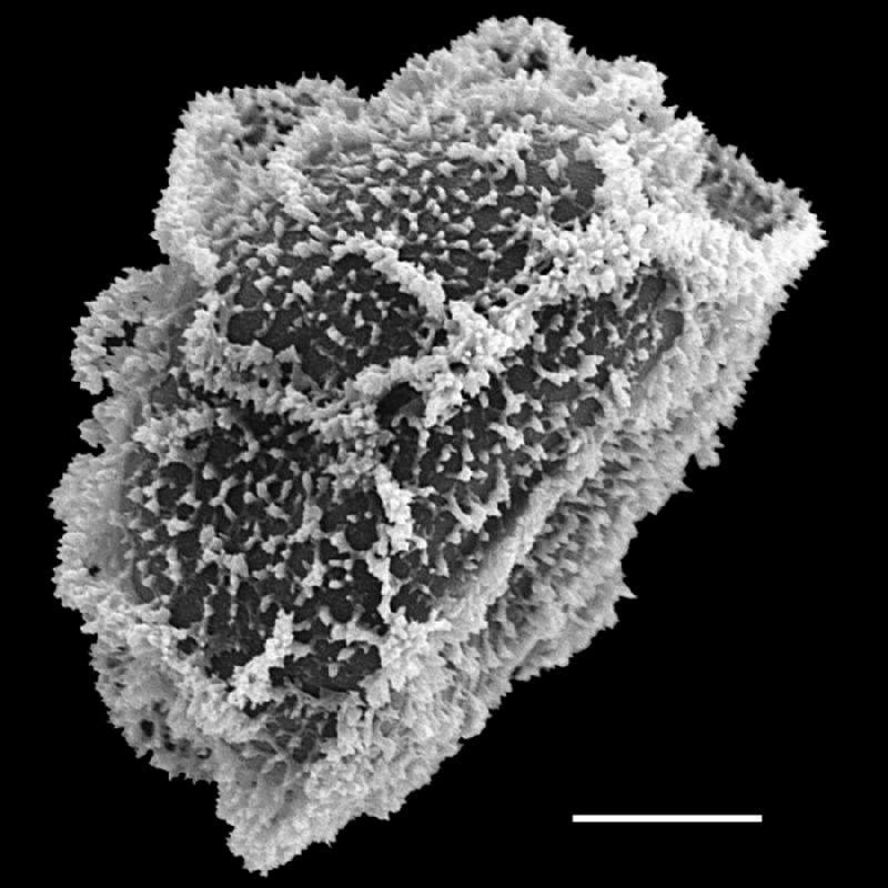 Lomariopsidaceae Arthrobotrya wilkesiana