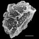 image of Arthrobotrya wilkesiana
