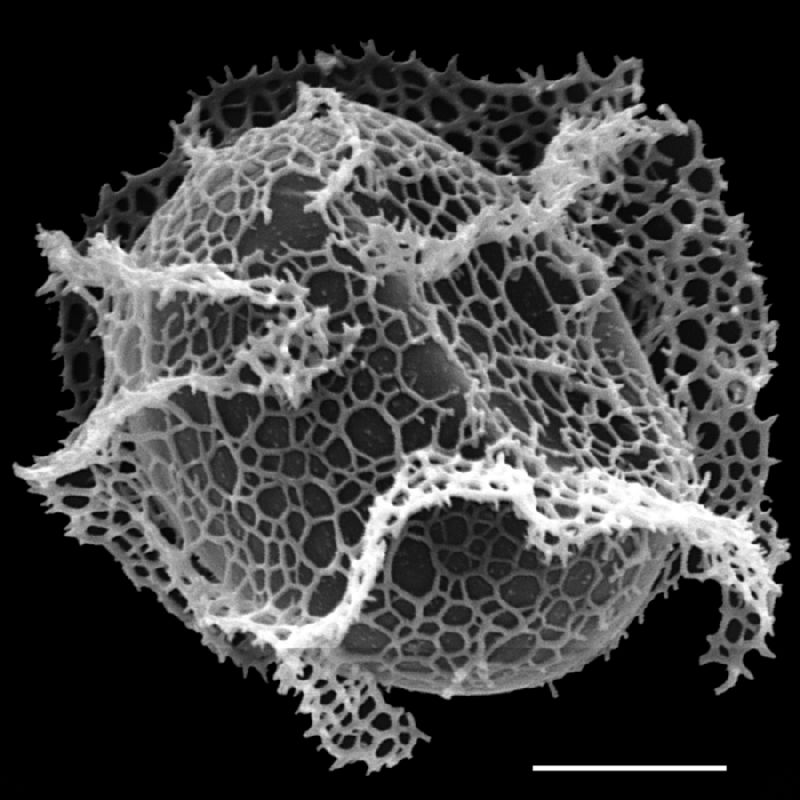 Lomariopsidaceae Bolbitis appendiculata