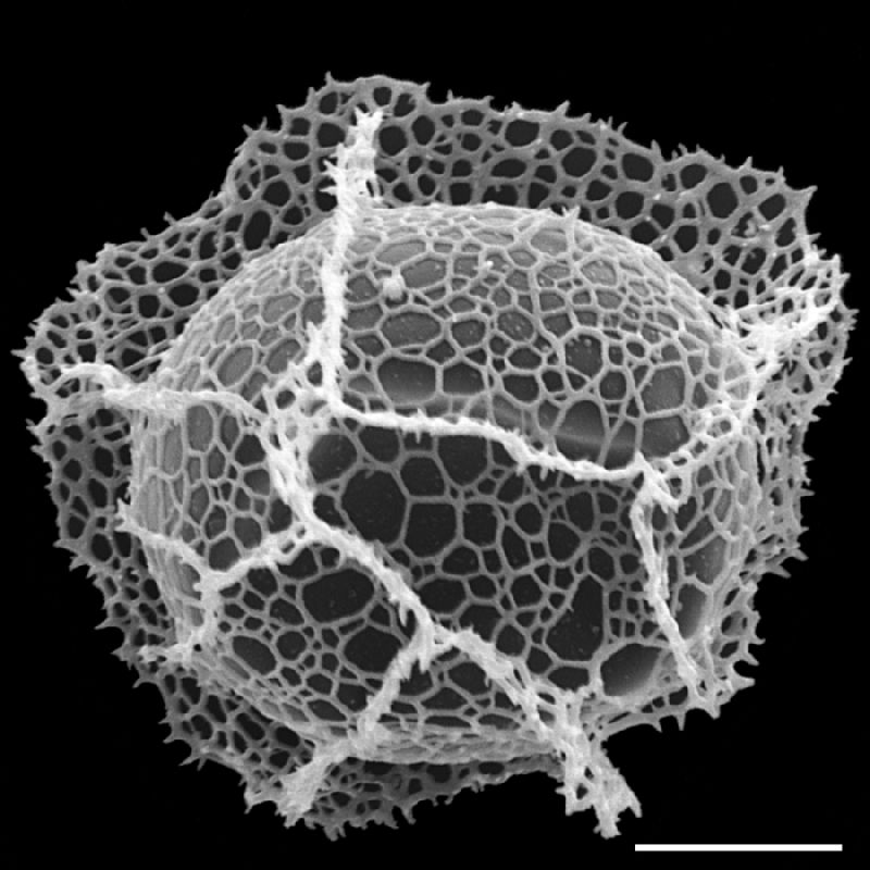 Lomariopsidaceae Bolbitis appendiculata