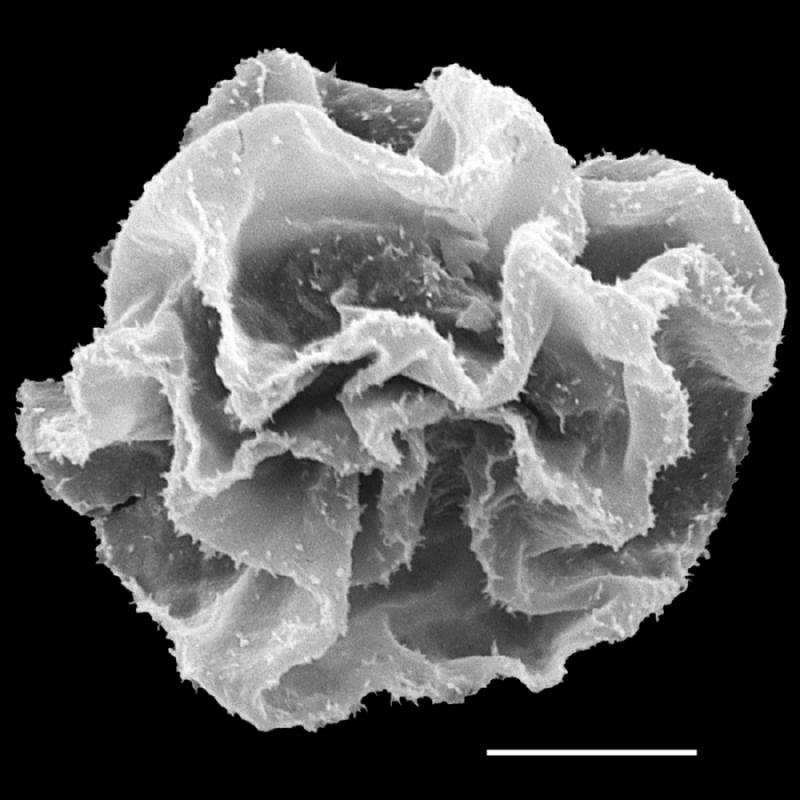 Lomariopsidaceae Bolbitis auriculata