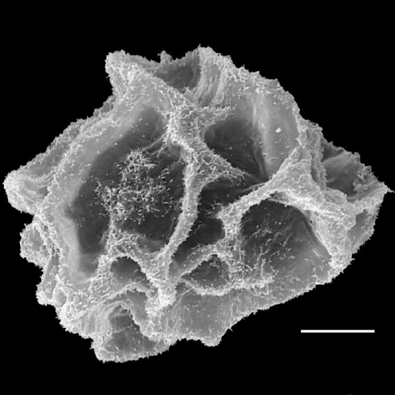 Lomariopsidaceae Bolbitis lonchophora