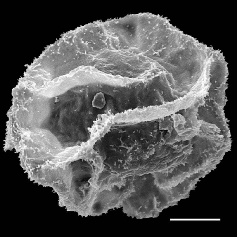 Lomariopsidaceae Bolbitis lonchophora