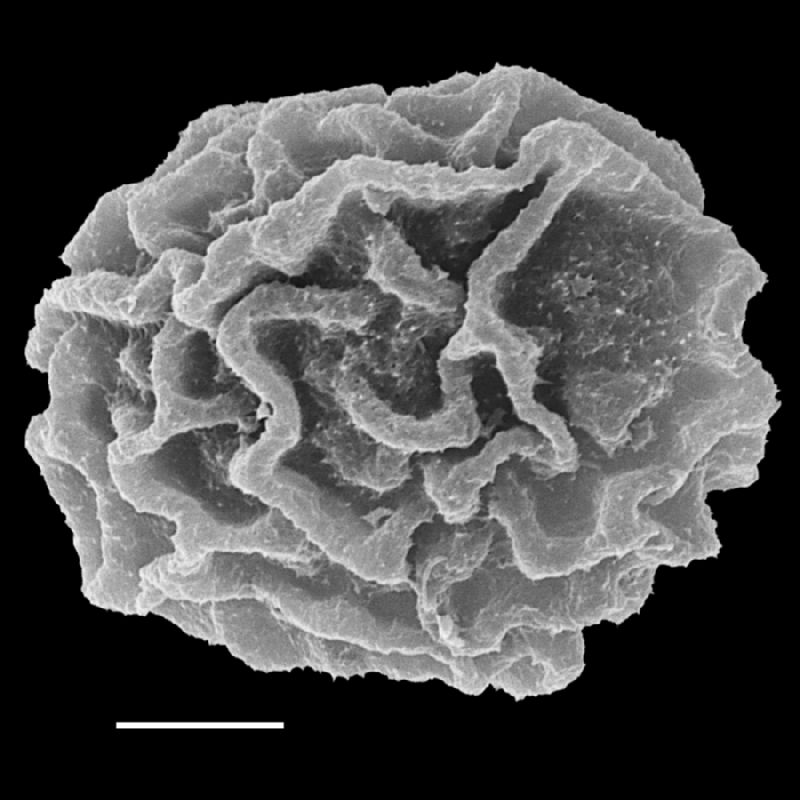 Lomariopsidaceae Bolbitis salicina