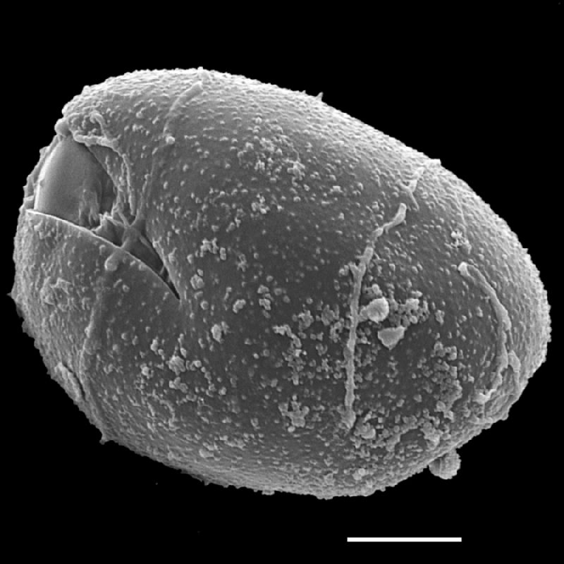 Dryopteridaceae Lomagramma lomarioides