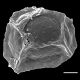 image of Cranfillia opaca