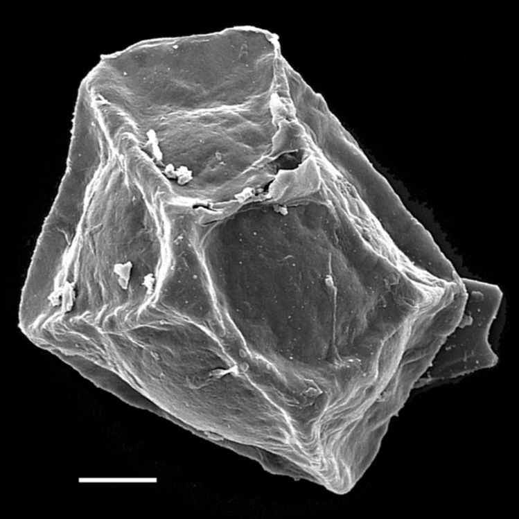 Blechnaceae Cranfillia opaca