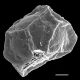 image of Cranfillia opaca
