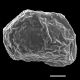 image of Cranfillia sampaioana