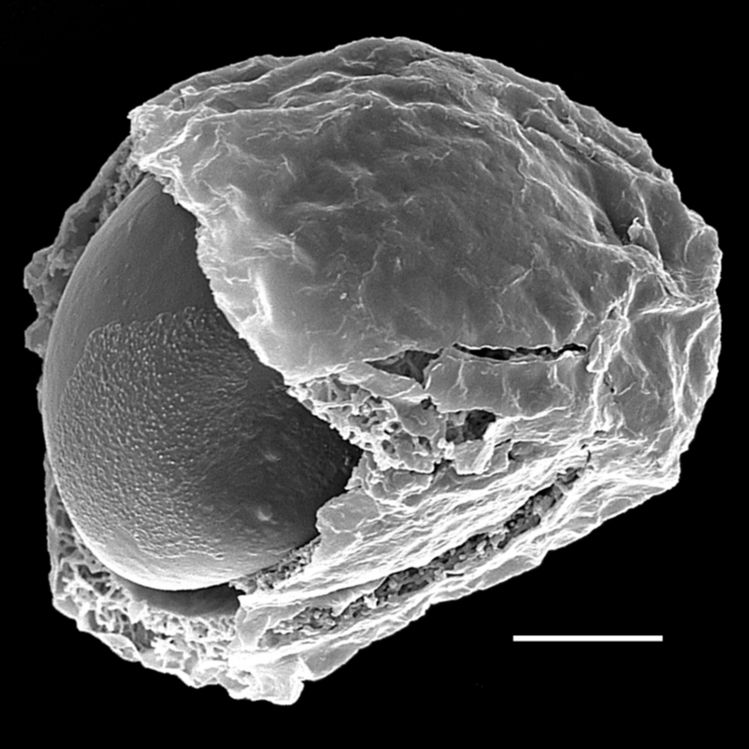 Blechnaceae Cranfillia sampaioana