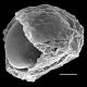 image of Cranfillia sampaioana