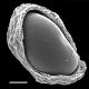 image of Cranfillia sampaioana