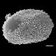 image of Salpichlaena volubilis