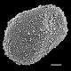 image of Salpichlaena volubilis
