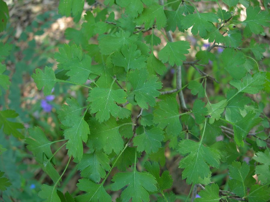 Rosaceae Crataegus marshallii