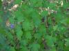 image of Crataegus marshallii