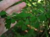 image of Crataegus spatulata