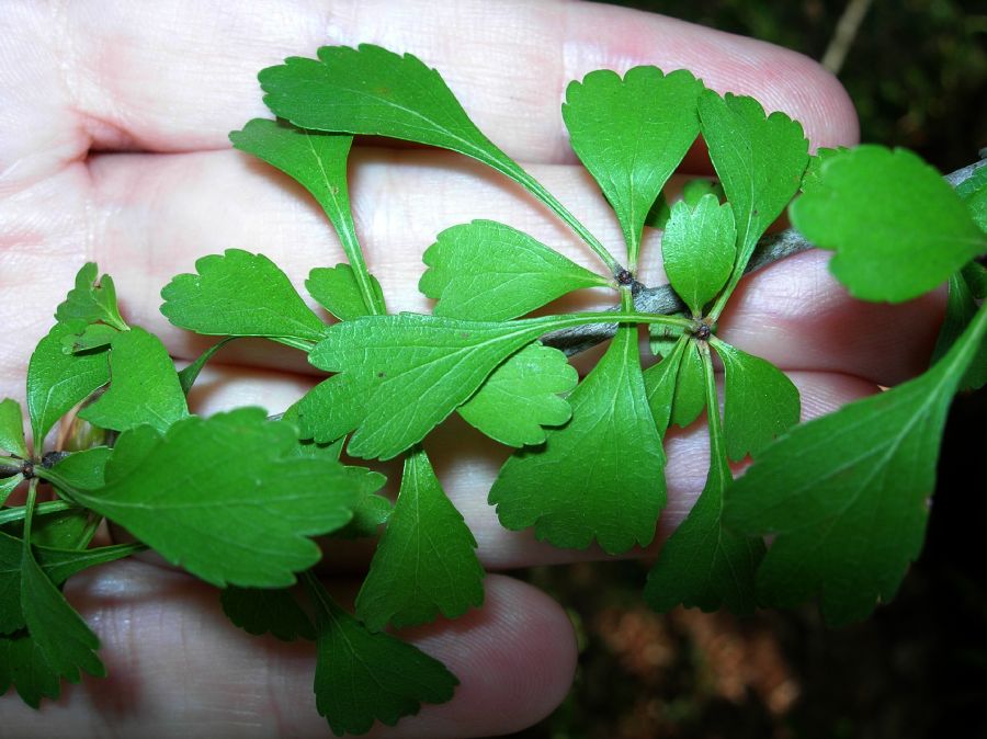 Rosaceae Crataegus spatulata
