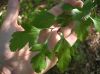 image of Crataegus viridis