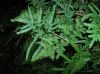 image of Lygodium japonicum