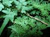 image of Lygodium japonicum