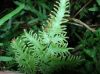 image of Lygodium japonicum