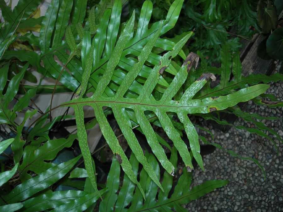 Polypodiaceae Microsorum diversifolium