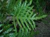 image of Microsorum diversifolium