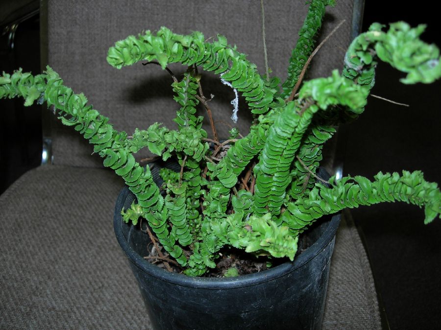 Nephrolepidaceae Nephrolepis cordifolia
