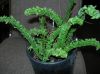 image of Nephrolepis cordifolia