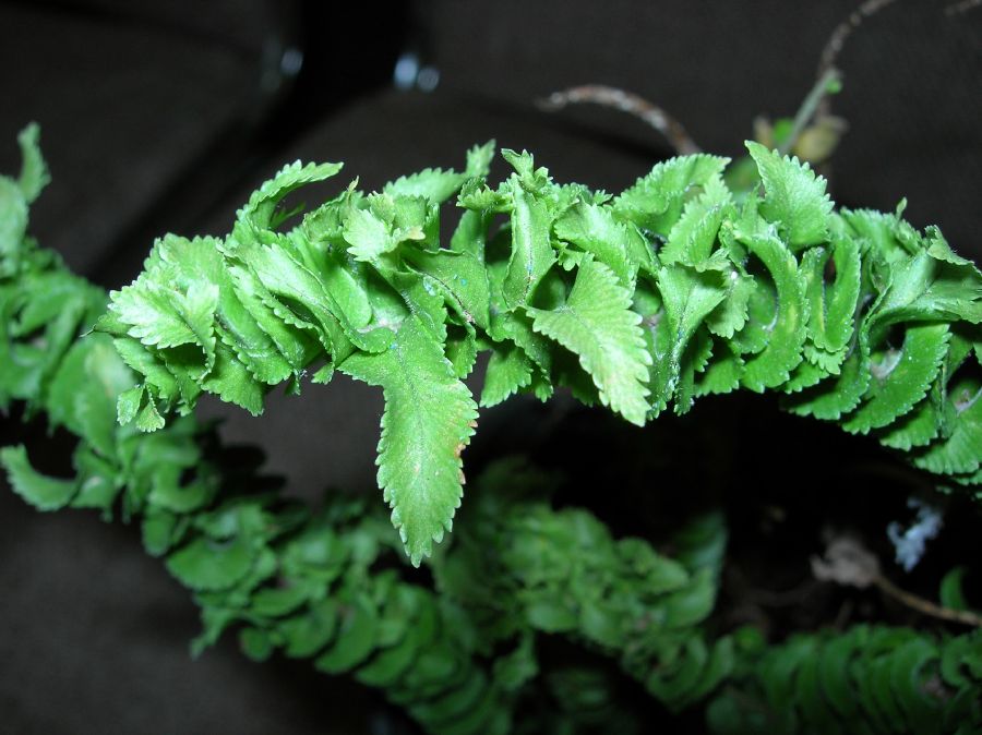 Nephrolepidaceae Nephrolepis cordifolia