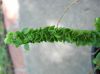 image of Nephrolepis cordifolia