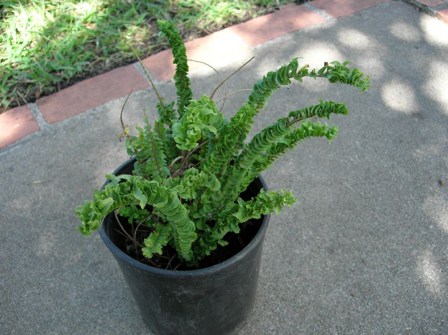 Nephrolepidaceae Nephrolepis cordifolia
