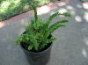 image of Nephrolepis cordifolia