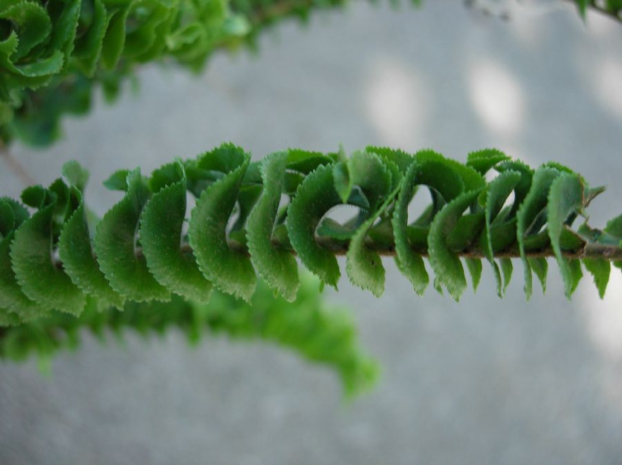 Nephrolepidaceae Nephrolepis cordifolia