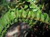 image of Nephrolepis cordifolia