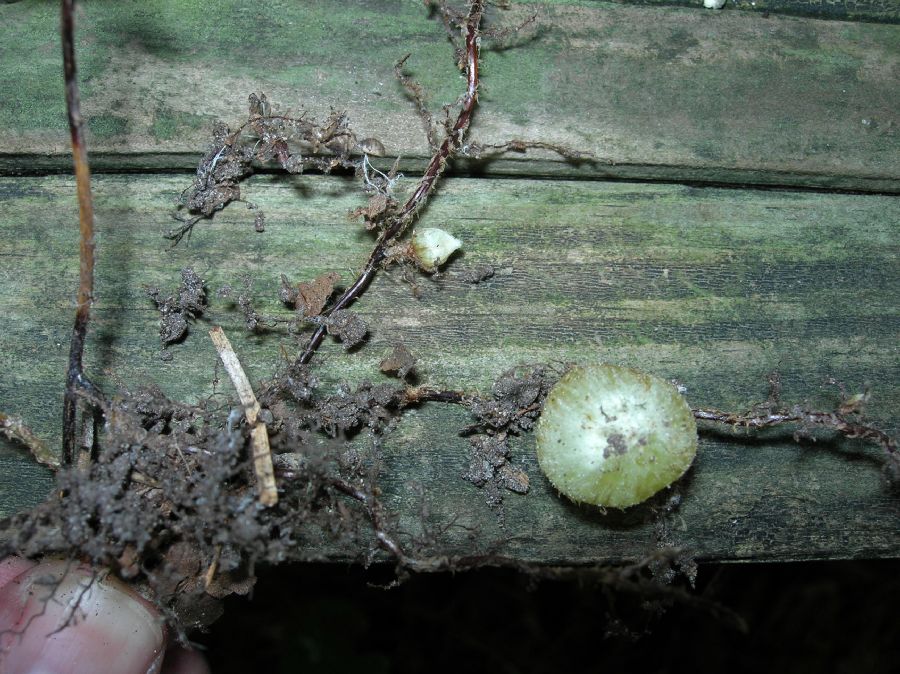 Nephrolepidaceae Nephrolepis cordifolia