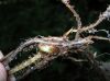 image of Nephrolepis cordifolia