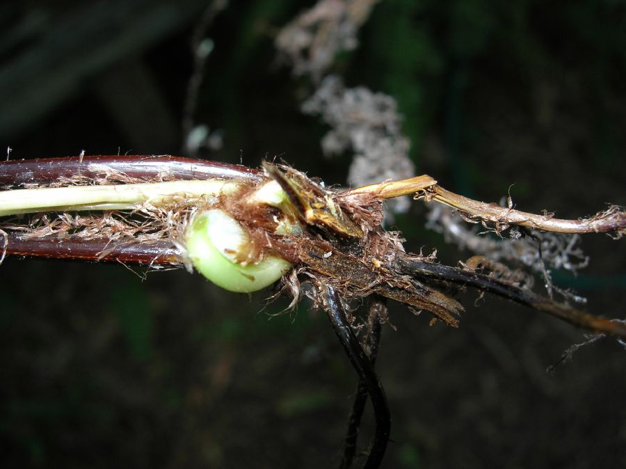 Nephrolepidaceae Nephrolepis cordifolia