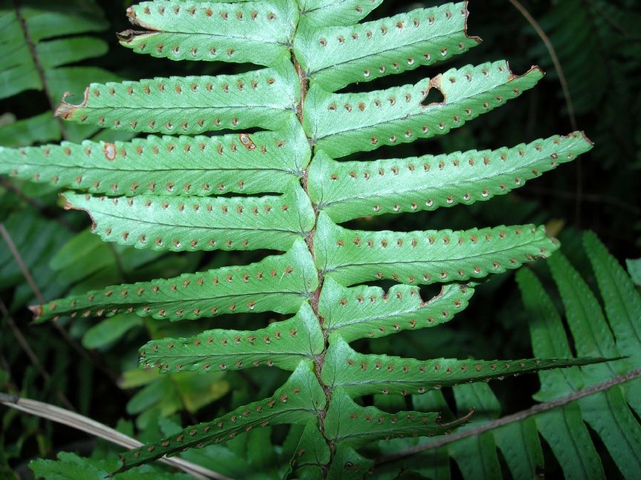 Nephrolepidaceae Nephrolepis cordifolia